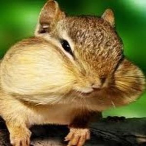 Meet your Posher, Sofia